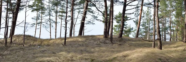 Östersjön Strand Sanddyner Majestätisk Vintergrön Skog Mäktiga Tall Och Gran — Stockfoto