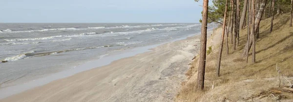 Baltic Sea Shore Sand Dunes Majestic Evergreen Forest Mighty Pine — Photo