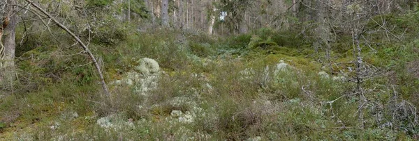 Görkemli Evergreen Ormanı. Güçlü çam ve çam ağaçları, yosun, eğrelti otu, bitkiler. Yumuşak güneş ışığı. Baharın başında. Saf doğa. Ekoloji, yürüyüş, temiz hava, sağlıklı yaşam tarzı kavramları.