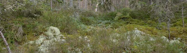 Görkemli Evergreen Ormanı. Güçlü çam ve çam ağaçları, yosun, eğrelti otu, bitkiler. Yumuşak güneş ışığı. Baharın başında. Saf doğa. Ekoloji, yürüyüş, temiz hava, sağlıklı yaşam tarzı kavramları.