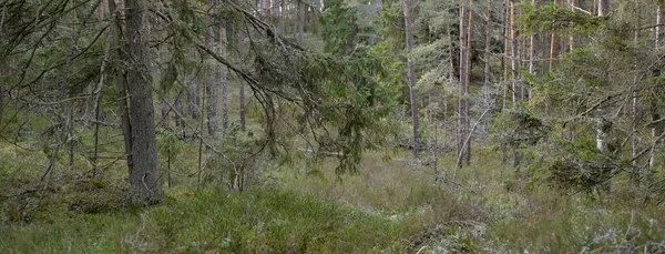 Görkemli Evergreen Ormanı. Güçlü çam ve çam ağaçları, yosun, eğrelti otu, bitkiler. Yumuşak güneş ışığı. Baharın başında. Saf doğa. Ekoloji, yürüyüş, temiz hava, sağlıklı yaşam tarzı kavramları.