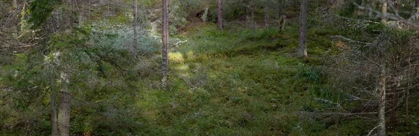 Majestic Evergreen Forest Mighty Pine Spruce Trees Moss Fern Plants — Foto de Stock