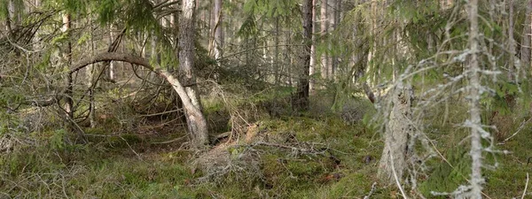 Majestic Evergreen Forest Mighty Pine Spruce Trees Moss Fern Plants — Stock Photo, Image