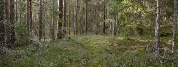 Majestic Evergreen Forest Mighty Pine Spruce Trees Moss Fern Plants — Stockfoto