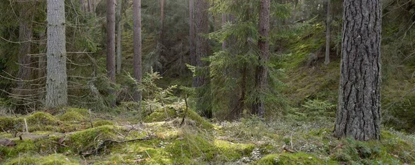 Görkemli Evergreen Ormanı. Güçlü çam ve çam ağaçları, yosun, eğrelti otu, bitkiler. Yumuşak güneş ışığı. Baharın başında. Saf doğa. Ekoloji, yürüyüş, temiz hava, sağlıklı yaşam tarzı kavramları.