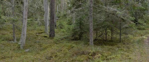 Majestic Evergreen Forest Mighty Pine Spruce Trees Moss Fern Plants —  Fotos de Stock