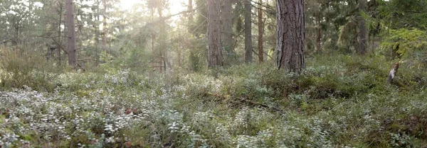 Majestic Evergreen Forest Mighty Pine Spruce Trees Moss Fern Plants — Foto Stock