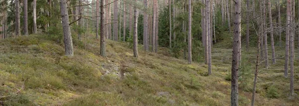Majestic Evergreen Forest Mighty Pine Spruce Trees Moss Fern Plants — Foto de Stock