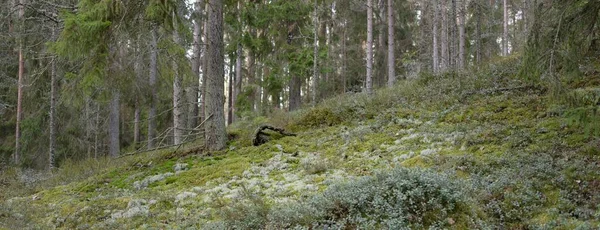 Majestuoso Bosque Siempreverde Poderosos Pinos Abetos Musgos Helechos Plantas Luz — Foto de Stock