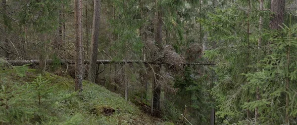 Majestuoso Bosque Siempreverde Poderosos Pinos Abetos Musgos Helechos Plantas Luz —  Fotos de Stock