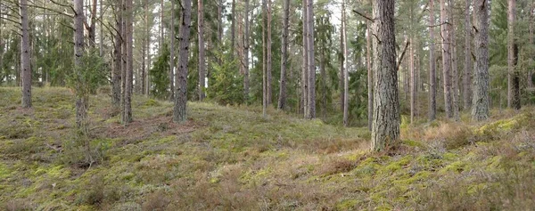 Majestic Evergreen Forest Mighty Pine Spruce Trees Moss Fern Plants — Fotografia de Stock