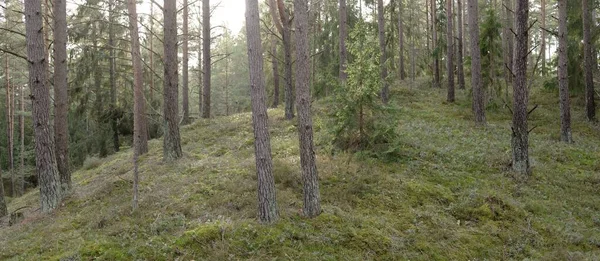 Görkemli Evergreen Ormanı. Güçlü çam ve çam ağaçları, yosun, eğrelti otu, bitkiler. Yumuşak güneş ışığı. Baharın başında. Saf doğa. Ekoloji, yürüyüş, temiz hava, sağlıklı yaşam tarzı kavramları.
