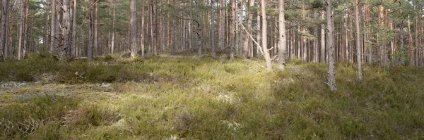 Görkemli Evergreen Ormanı. Güçlü çam ve çam ağaçları, yosun, eğrelti otu, bitkiler. Yumuşak güneş ışığı. Baharın başında. Saf doğa. Ekoloji, yürüyüş, temiz hava, sağlıklı yaşam tarzı kavramları.