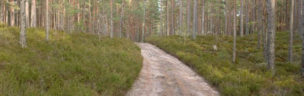 Görkemli yemyeşil ormanın içinden geçen yol (kırsal yol). Güçlü çam ve çam ağaçları, yosun, eğrelti otu, bitkiler. Yumuşak ışık. Baharın başında. Saf doğa. Ekoloji, yürüyüş, temiz hava, sağlıklı yaşam tarzı.