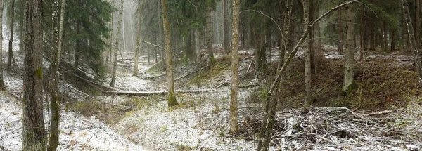 Pathway Snow Covered Overgrown Hill Majestic Evergreen Forest Mighty Pine — Fotografia de Stock