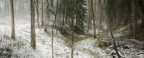 Caminho Através Colina Coberta Neve Uma Majestosa Floresta Perene Pinheiros — Fotografia de Stock