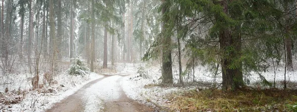 Bulutlu bir kış gününde görkemli karla kaplı Evergreen ormanında (kırsal yol, doğal tünel) yol. Güçlü çam ve çam ağaçları. Kar tepeleri, kar fırtınası. Noel tatilleri, eko-turizm