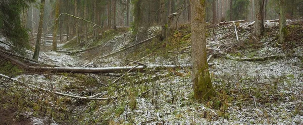 Pathway Snow Covered Overgrown Hill Majestic Evergreen Forest Mighty Pine — стоковое фото