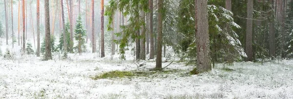 Karla kaplı çam ağacı ormanı. Kar fırtınası. Her daim yeşil olan ağaçlar. Karanlık atmosferik manzara. Idyllic kırsal kesim. Kış Harikalar Diyarı. Panoramik manzara. Saf doğa, eko-turizm.