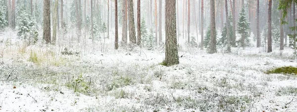 Karla kaplı çam ağacı ormanı. Kar fırtınası. Her daim yeşil olan ağaçlar. Karanlık atmosferik manzara. Idyllic kırsal kesim. Kış Harikalar Diyarı. Panoramik manzara. Saf doğa, eko-turizm.