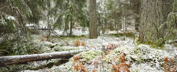 Ścieżka Przez Pokryte Śniegiem Porośnięte Wzgórze Majestatycznym Wiecznie Zielonym Lesie — Zdjęcie stockowe