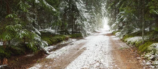 Bulutlu bir kış gününde görkemli karla kaplı Evergreen ormanında (kırsal yol, doğal tünel) yol. Güçlü çam ve çam ağaçları. Kar tepeleri, kar fırtınası. Noel tatilleri, eko-turizm