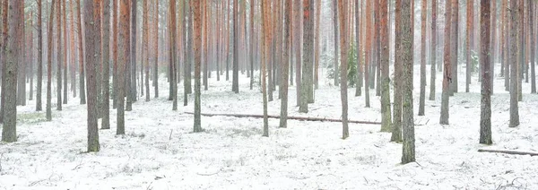 Snow Covered Pine Tree Forest Blizzard Mighty Evergreen Trees Close — Foto de Stock