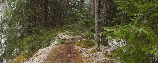Görkemli yeşil bir ormanda karla kaplı tepeler, güçlü çam ve çam ağaçları, ağaç kütükleri, yosunlar, bitkiler. Atmosferik kış sahnesi. Doğa, eko-turizm, yürüyüş. Hava görünümü