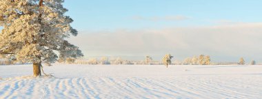 Güçlü çam ağaçları, karla kaplı tarlalar, taze karda insan izleri. Saf güneş ışığı. Kış Harikalar Diyarı. Ekoloji, eko-turizm, çevre koruma, noel tatilleri, kayak