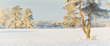 Güçlü çam ağaçları, karla kaplı tarlalar, taze karda insan izleri. Saf güneş ışığı. Kış Harikalar Diyarı. Ekoloji, eko-turizm, çevre koruma, noel tatilleri, kayak