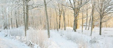 Güneş doğarken, karla kaplı, yemyeşil bir ormanın atmosferik manzarası. Saf altın güneş ışığı. Güçlü ağaçlar, ağaç kütükleri, kar tepeleri. Kış Harikalar Diyarı. Mevsimler, ekoloji, eko-turizm, Noel tatilleri