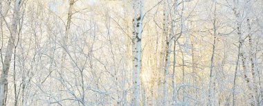 Karla kaplı ağaçlar, buzullar. Orman çayırı. Saf güneş ışığı, açık mavi gökyüzü. Kış Harikalar Diyarı. Ekoloji, eko turizm, çevre koruma