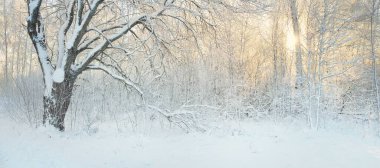 Karla kaplı ağaçlar, buzullar. Orman çayırı. Saf güneş ışığı, açık mavi gökyüzü. Kış Harikalar Diyarı. Ekoloji, eko turizm, çevre koruma