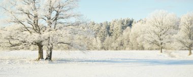 Kudretli meşe ağacı, karla kaplı tarla, taze karda insan izleri. Orman çayırı. Saf güneş ışığı. Kış Harikalar Diyarı. Ekoloji, eko turizm, çevre koruma, noel tatilleri, kayak