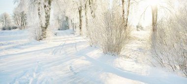Güneşli bir günde karla kaplı orman parkına giden yol. Güçlü ağaçlar, don, yumuşak güneş ışığı. Kış Harikalar Diyarı. Idyllic manzara. Noel tatilleri, eko turizm, yürüyüş, kayak temaları