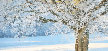 Kudretli meşe ağacı, karla kaplı tarla, taze karda insan izleri. Orman çayırı. Saf güneş ışığı. Kış Harikalar Diyarı. Ekoloji, eko turizm, çevre koruma, noel tatilleri, kayak