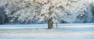Kudretli meşe ağacı, karla kaplı tarla, taze karda insan izleri. Orman çayırı. Saf güneş ışığı. Kış Harikalar Diyarı. Ekoloji, eko turizm, çevre koruma, noel tatilleri, kayak