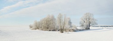 Orman çayırı ve kır arazisi. Saf güneş ışığı, açık mavi gökyüzü. Kış Harikalar Diyarı. Idyllic kırsal kesim. Ekoloji, eko turizm, çevre koruma, noel tatilleri, kayak, uzak yerler