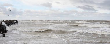 Sis içindeki Baltık Denizi. Dalgalar, su sıçratma, fırtına. Dalgalar, uçan martılar. Resimli panoramik monokrom manzarası, deniz manzarası. Doğa, çevre, sert hava, tehlike