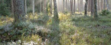 Görkemli Evergreen Ormanı. Güçlü çam ve çam ağaçları, yosun, eğrelti otu, bitkiler. Yumuşak güneş ışığı. Baharın başında. Saf doğa. Ekoloji, yürüyüş, temiz hava, sağlıklı yaşam tarzı kavramları.