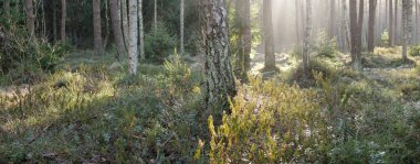Görkemli Evergreen Ormanı. Güçlü çam ve çam ağaçları, yosun, eğrelti otu, bitkiler. Yumuşak güneş ışığı. Baharın başında. Saf doğa. Ekoloji, yürüyüş, temiz hava, sağlıklı yaşam tarzı kavramları.