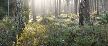 Görkemli Evergreen Ormanı. Güçlü çam ve çam ağaçları, yosun, eğrelti otu, bitkiler. Yumuşak güneş ışığı. Baharın başında. Saf doğa. Ekoloji, yürüyüş, temiz hava, sağlıklı yaşam tarzı kavramları.