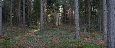 Görkemli Evergreen Ormanı. Güçlü çam ve çam ağaçları, yosun, eğrelti otu, bitkiler. Yumuşak güneş ışığı. Baharın başında. Saf doğa. Ekoloji, yürüyüş, temiz hava, sağlıklı yaşam tarzı kavramları.