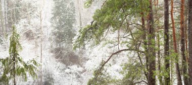 Görkemli yeşil bir ormanda karla kaplı tepeler, güçlü çam ve çam ağaçları, ağaç kütükleri, yosunlar, bitkiler. Atmosferik kış sahnesi. Doğa, eko-turizm, yürüyüş. Hava görünümü