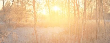 Güneş doğarken, karla kaplı, yemyeşil bir ormanın atmosferik manzarası. Saf altın güneş ışığı. Güçlü ağaçlar, ağaç kütükleri, kar tepeleri. Kış Harikalar Diyarı. Mevsimler, ekoloji, eko-turizm, Noel tatilleri