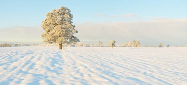 Güçlü çam ağaçları, karla kaplı tarlalar, taze karda insan izleri. Saf güneş ışığı. Kış Harikalar Diyarı. Ekoloji, eko-turizm, çevre koruma, noel tatilleri, kayak