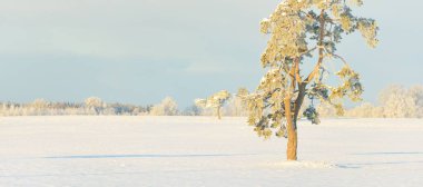 Güçlü çam ağaçları, karla kaplı tarlalar, taze karda insan izleri. Saf güneş ışığı. Kış Harikalar Diyarı. Ekoloji, eko-turizm, çevre koruma, noel tatilleri, kayak