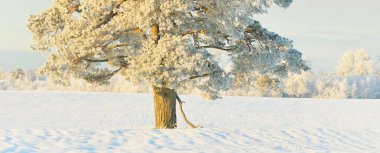 Güçlü çam ağaçları, karla kaplı tarlalar, taze karda insan izleri. Saf güneş ışığı. Kış Harikalar Diyarı. Ekoloji, eko-turizm, çevre koruma, noel tatilleri, kayak