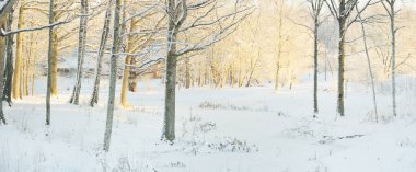 Güneş doğarken, karla kaplı, yemyeşil bir ormanın atmosferik manzarası. Saf altın güneş ışığı. Güçlü ağaçlar, ağaç kütükleri, kar tepeleri. Kış Harikalar Diyarı. Mevsimler, ekoloji, eko-turizm, Noel tatilleri