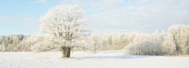 Kudretli meşe ağacı, karla kaplı tarla, taze karda insan izleri. Orman çayırı. Saf güneş ışığı. Kış Harikalar Diyarı. Ekoloji, eko turizm, çevre koruma, noel tatilleri, kayak